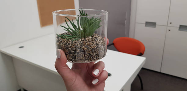 Mehikasvikompositio esimerkki 1