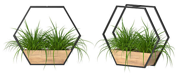 Kaktuskompositio esimerkki