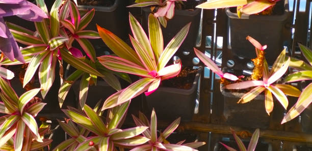 Ilmakasvikompositio esimerkki