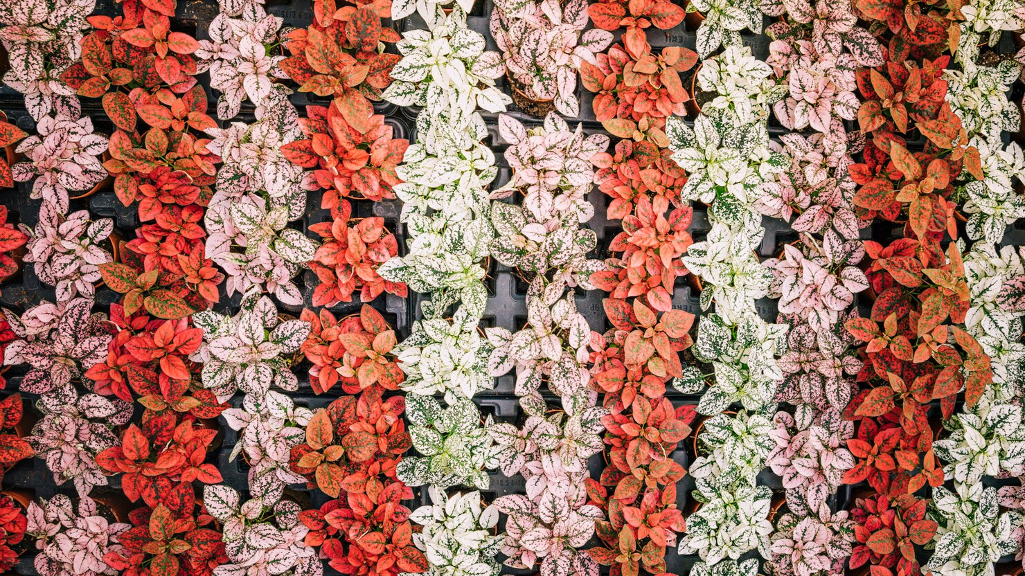 Vertikaalinen puutarha